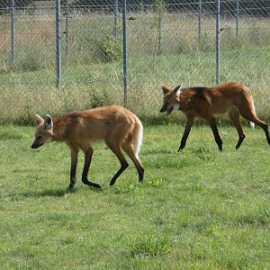 Maned Wolves