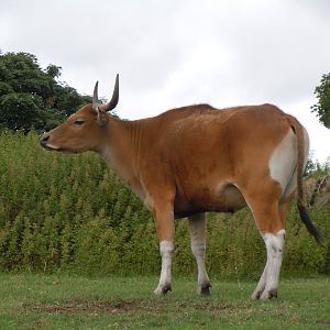 Javan Banteng 130720