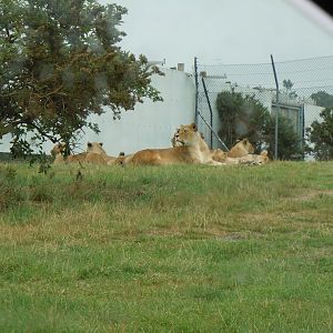 African Lions 130720