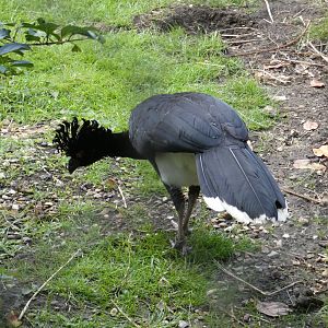Daubenton's Curassow