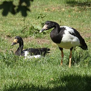 Magpie Geese
