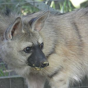 Eastern Aardwolf