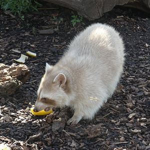 North American Racoon