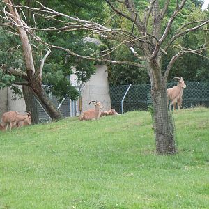 Barbary Sheep 130720