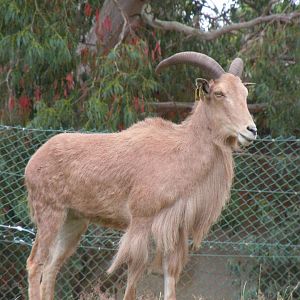 Barbary Sheep 130720