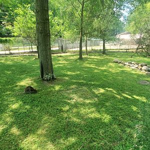 Jul. 2020 - Australian Adventure - Bennett's Wallaby Exhibit