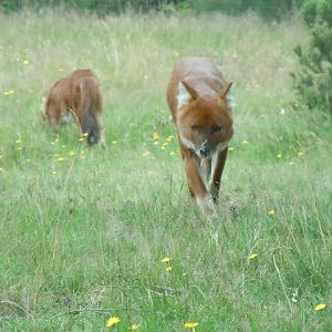 Chinese Dhole 130720