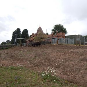 Indian Rhinoceros 130720