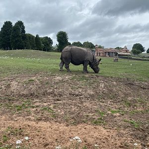 Indian Rhinoceros 130720