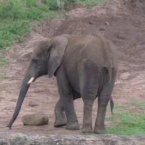 South African Elephant 130720