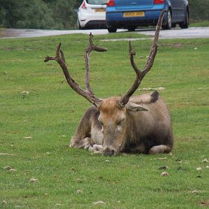 Pere David's Deer 130720