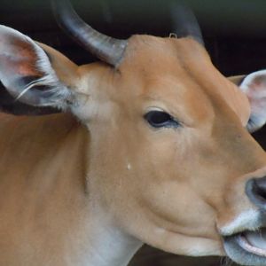 Javan Banteng 130720