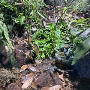 Reptile World - Golden Mantellas 130720