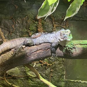 Reptile World - Utila Spinytail Iguana 130720