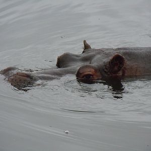 Common Hippopotamus 130720