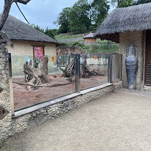 Meerkat enclosure 130720