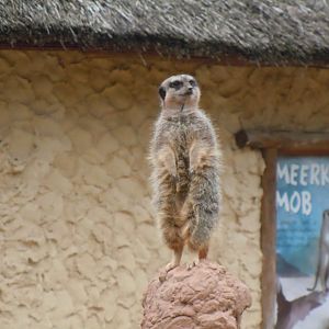 Meerkat 130720