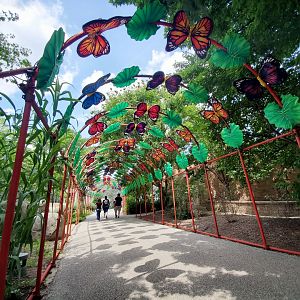 Jul. 2020 - Asian Lantern Festival Butterfly Arch