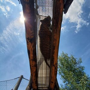 Jul. 2020 - Wilderness Trek - Tiger Passage