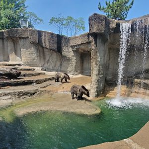 Jul. 2020 - Wilderness Trek - Grizzly/Black Bear Exhibit