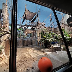 Jul. 2020 - Primates + Cats & Aquatics - Mueller's Gibbon Exhibit