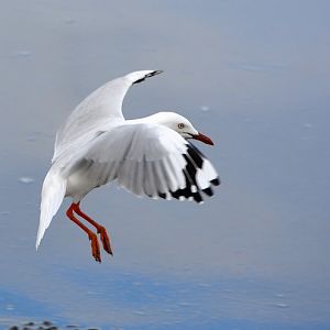 Silver gull.