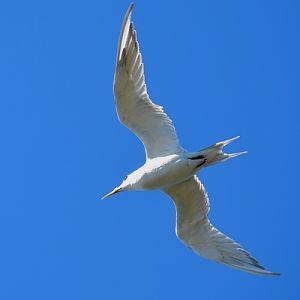 Crested tern.