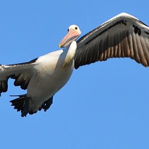 Pelican.