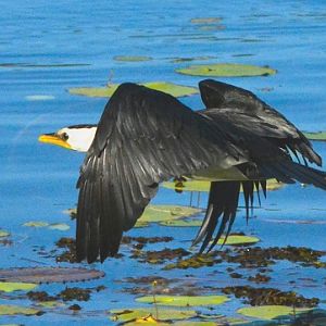 Little pied cormorant.