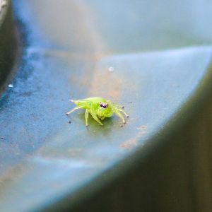 Green Jumping Spider (Mopsus mormon)
