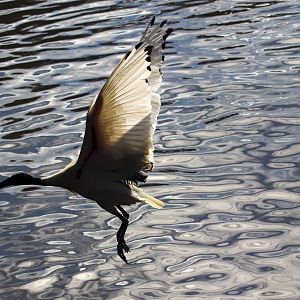 Australian White Ibis in Flight