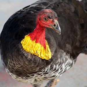 Australian Brush Turkey (Alectura lathami)