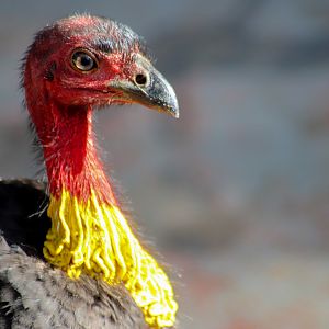 Australian Brush Turkey (Alectura lathami)