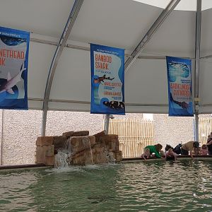Stingray Cove Species Banners