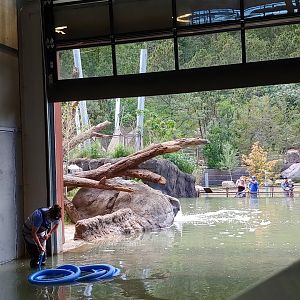 Hippo Pool Cleaning Service