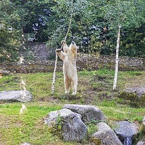 Tierpark Hellabrunn- polar bear interested in birch- 2019