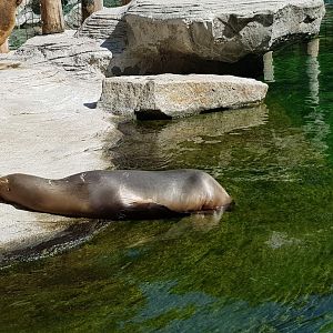 Tierpark Hellabrunn- female South American sea lion sunbathing- 2019