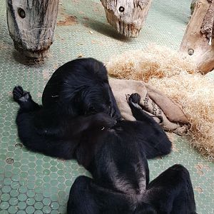 Tierpark Hellabrunn- two siamangs lousing each other- 2019