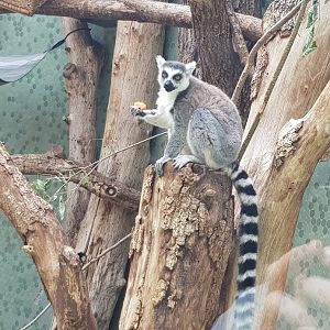Tierpark Hellabrunn- ring-tailed lemur- 2019