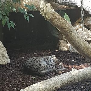 Tierpark Hellabrunn- fishing cat sleeping- 2019