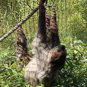Linne's Two-toed Sloth