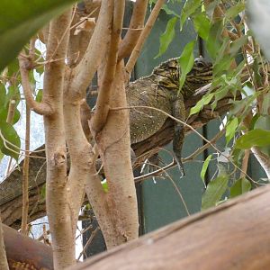 Philippine Sail-fin Lizard