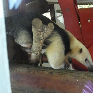 Southern Tamandua