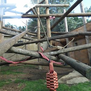 L'Hoest's Monkey and Hyrax enclosure