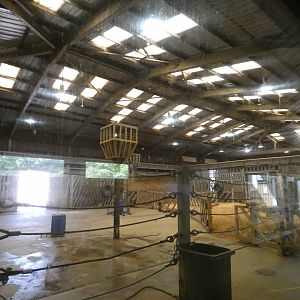 African Elephant house