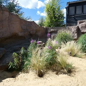 Fennec Fox enclosure