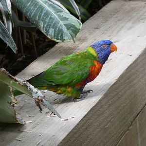 Rainbow Lorikeet