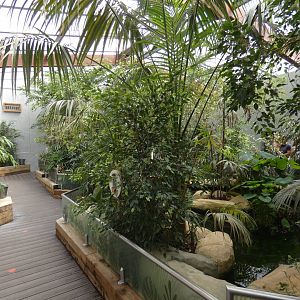 Australian Rainbows (Rainbow Lorikeet walk-through)