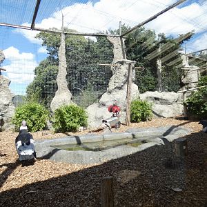 Andean Condor aviary