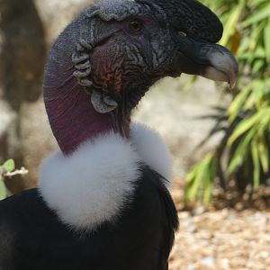 Andean Condor